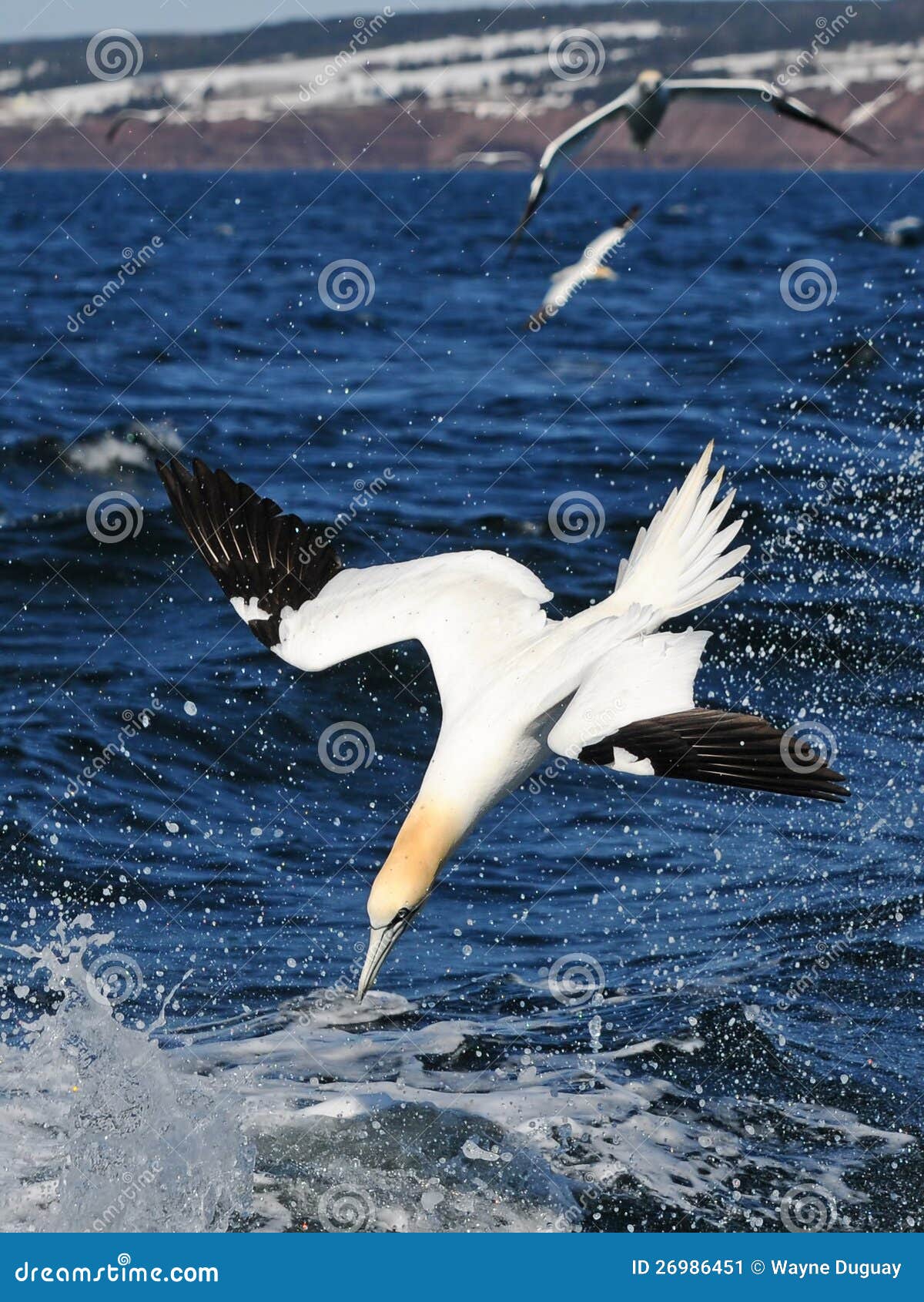 northern gannet bird over sea