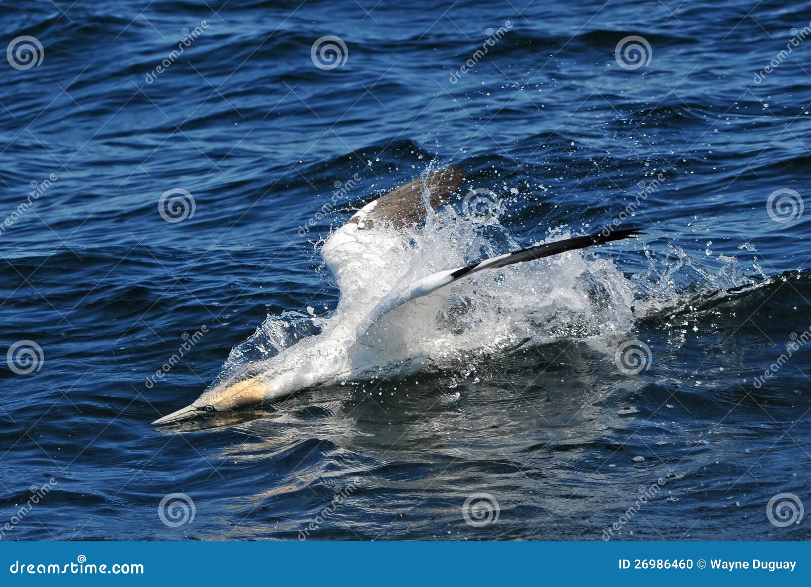 northern gannet diving