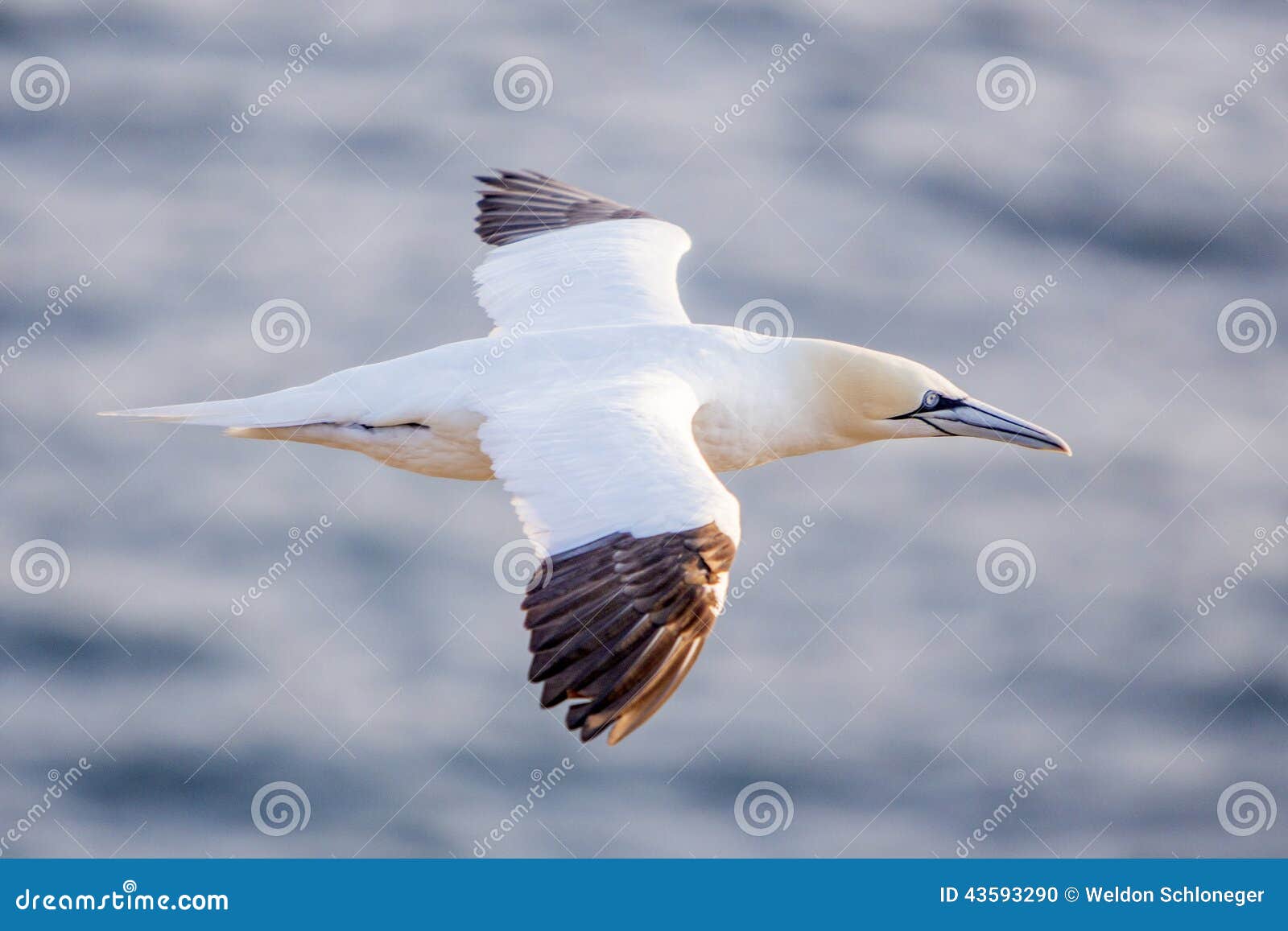 northern gannet in flight