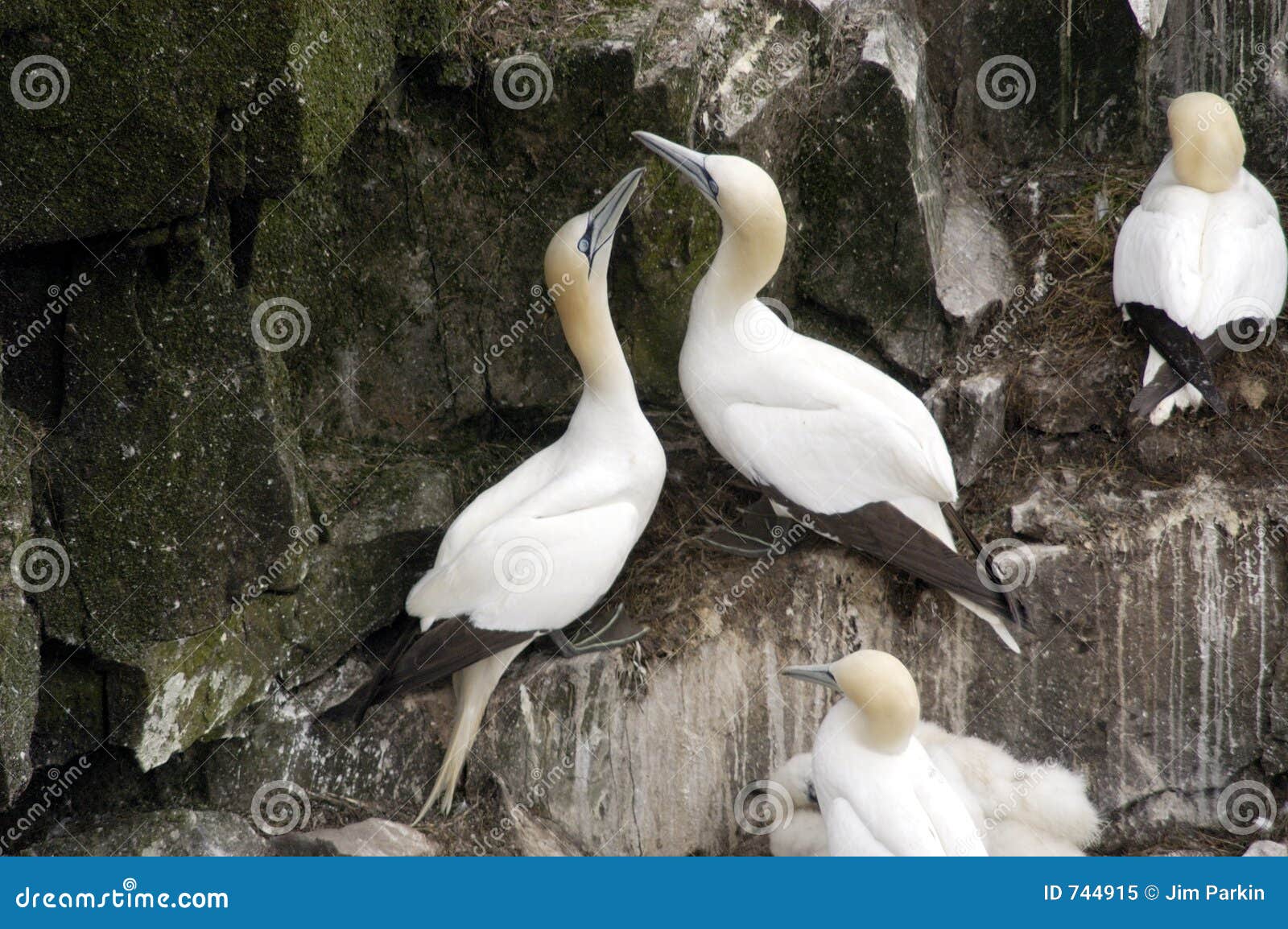 northern gannets, nesting