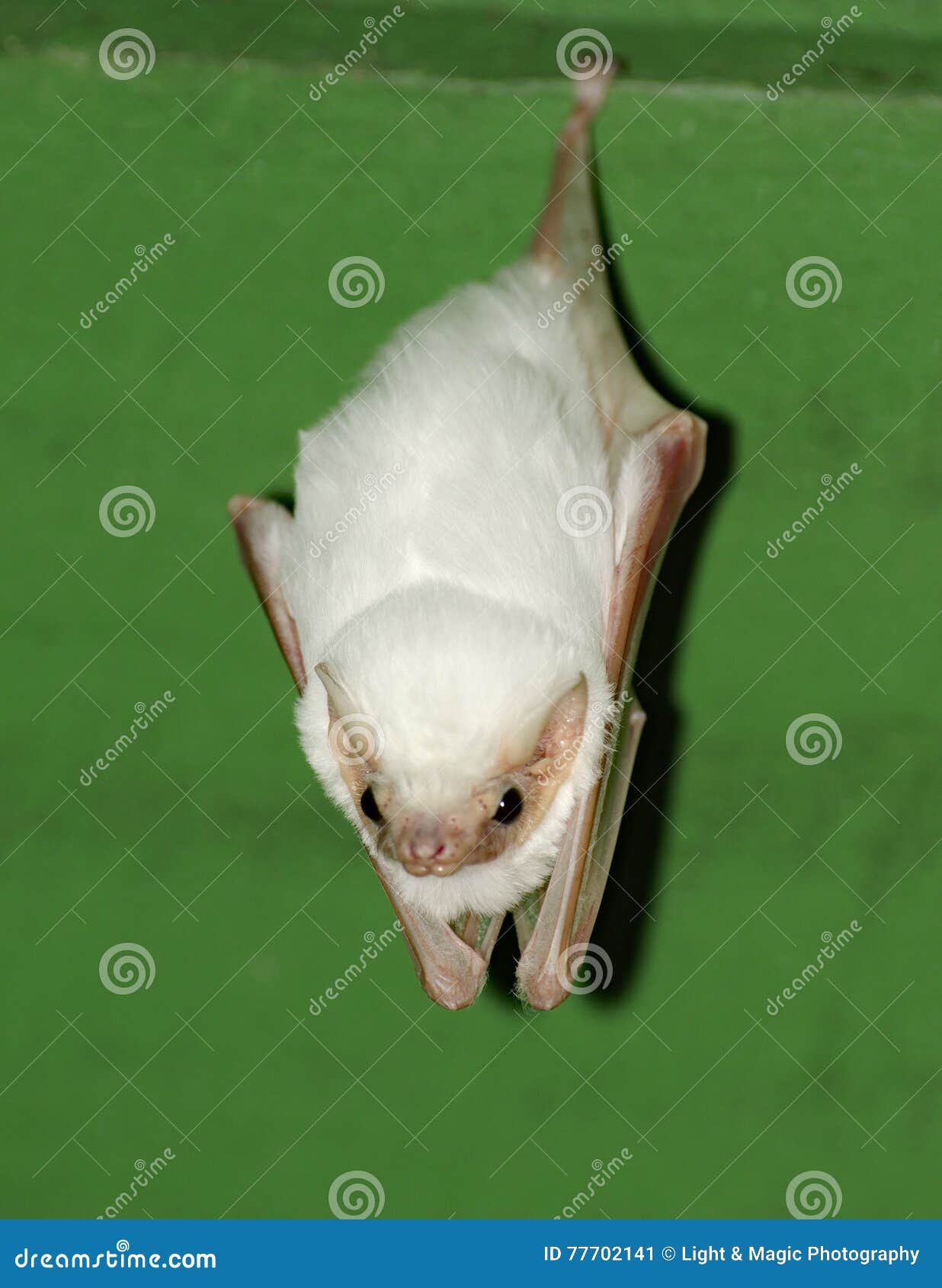 12,709 Ghost Bat Stock Photos - Free & Royalty-Free Stock Photos from Dreamstime 12,709 Ghost Bat Stock Photos - Free & Royalty-Free Stock Photos from Dreamstime