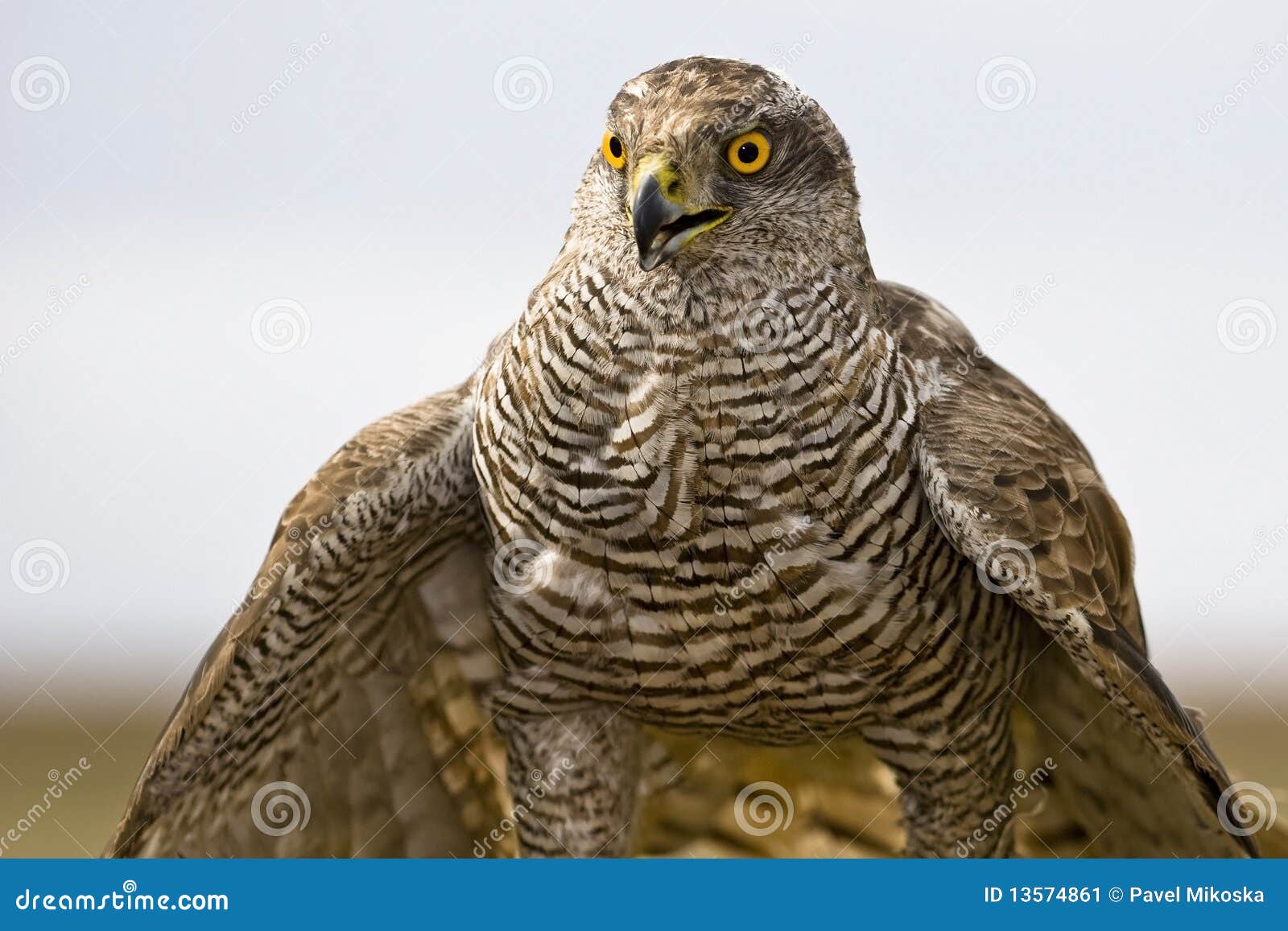 northern goshawk (accipiter gentilis)