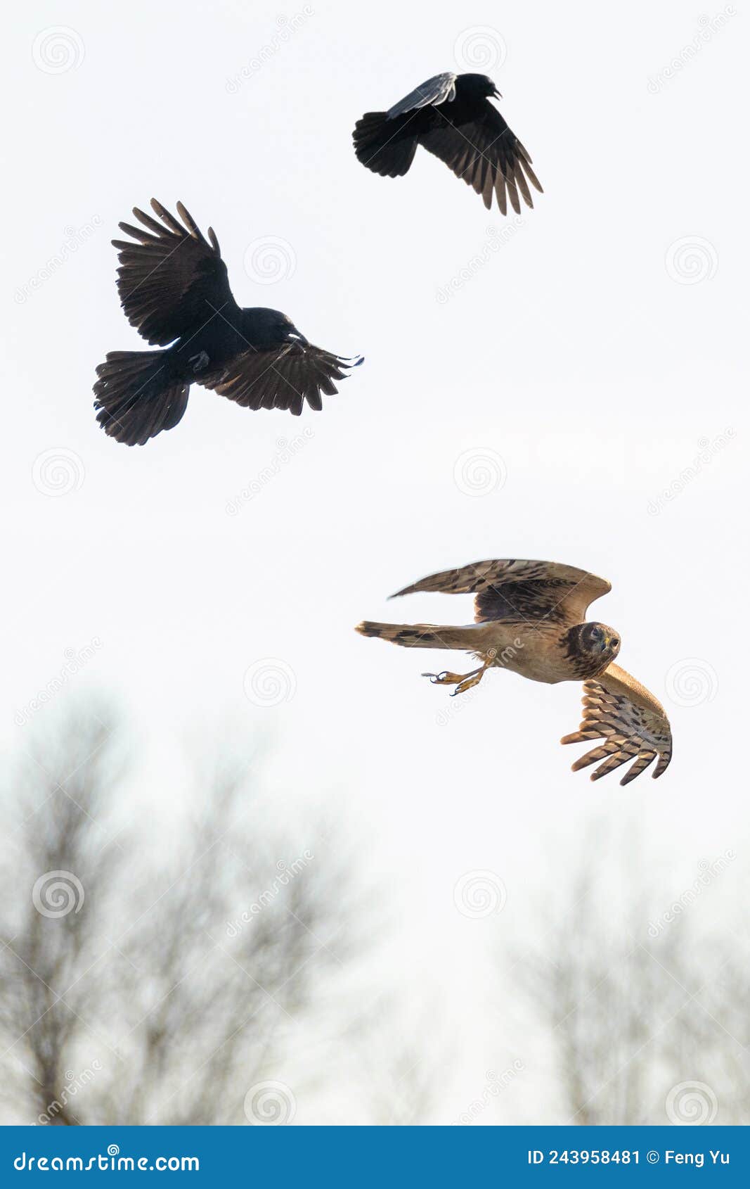 northern harrier harassed by american crows