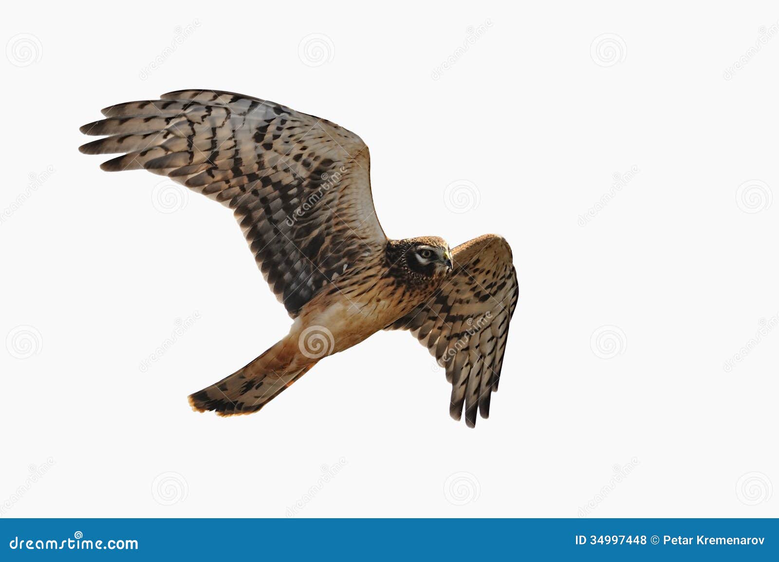northern harrier is soaring into the air , 