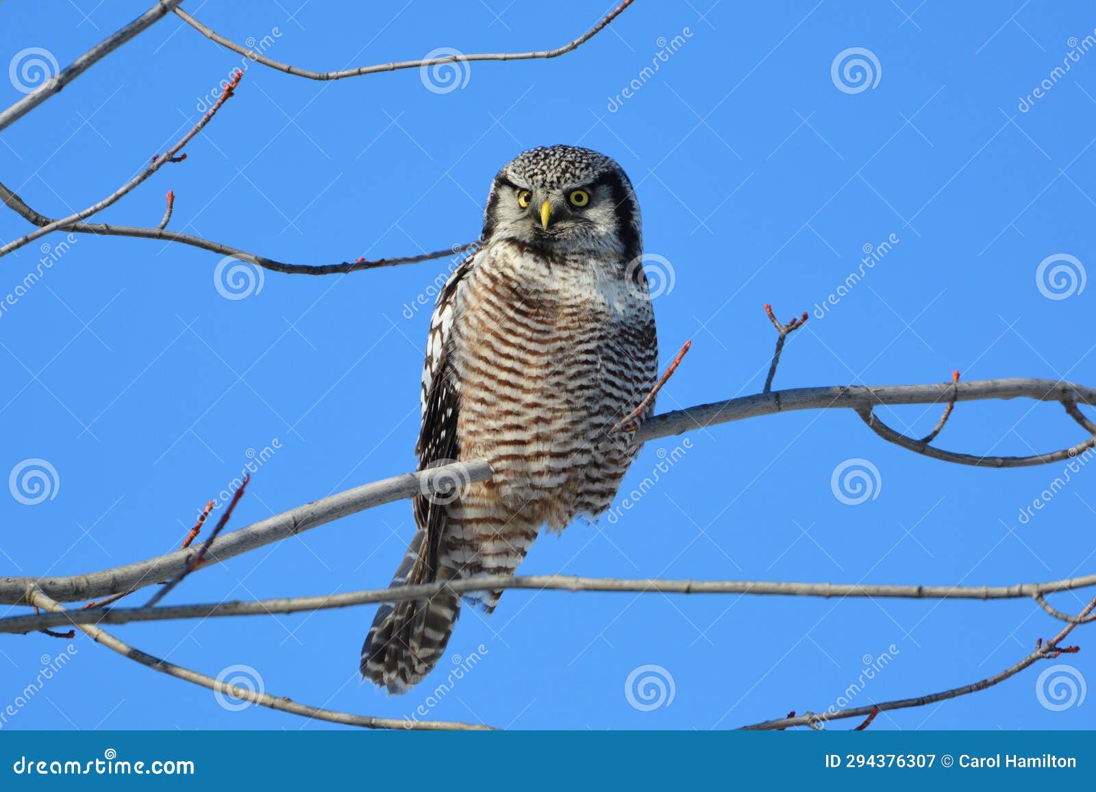 a northern hawk owl sits perched in a tree