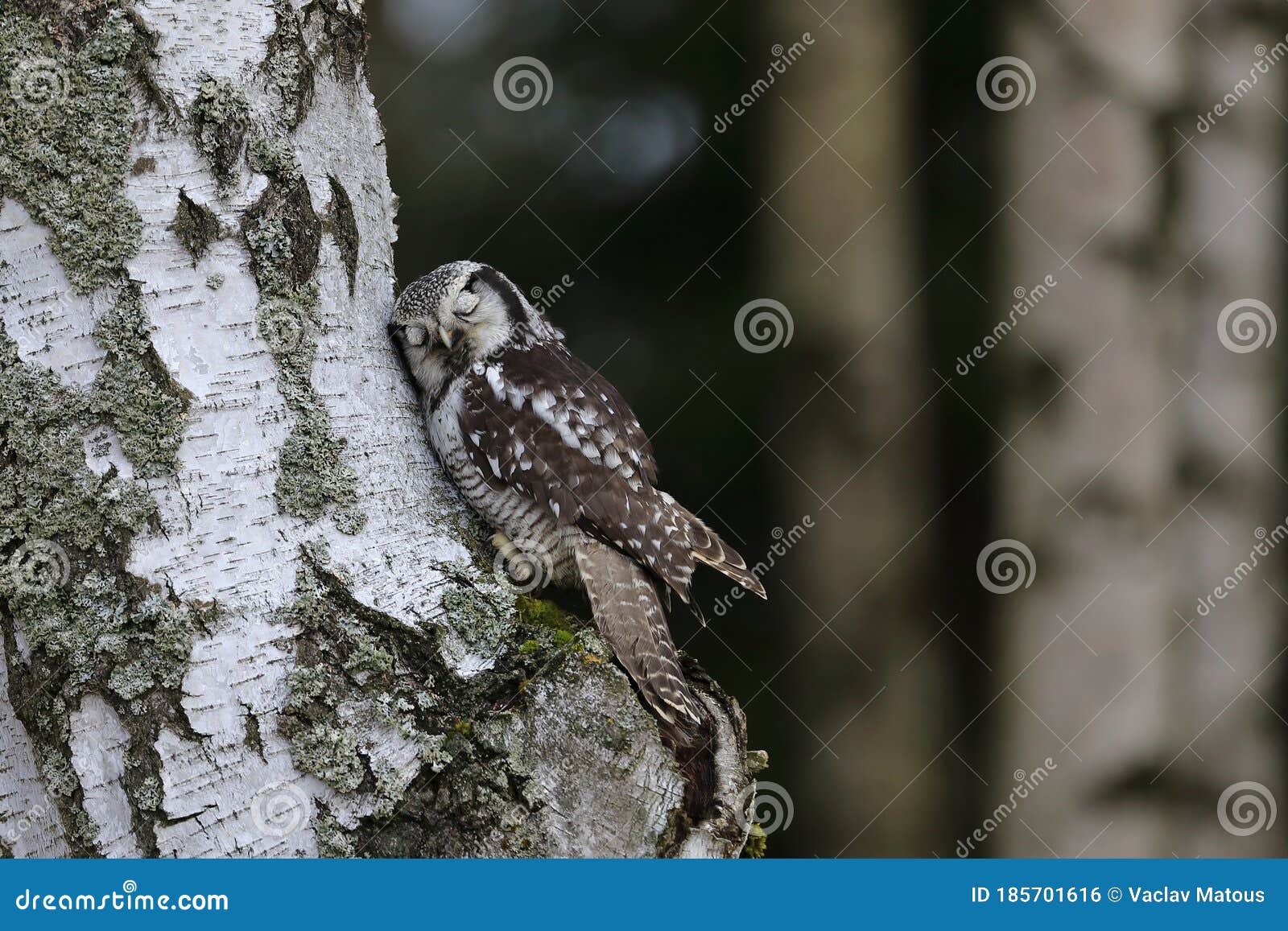 northern hawk-owl surnia ulula perched on birch trunk looking like sleeping. one of a few diurnal owls. wildlife scene