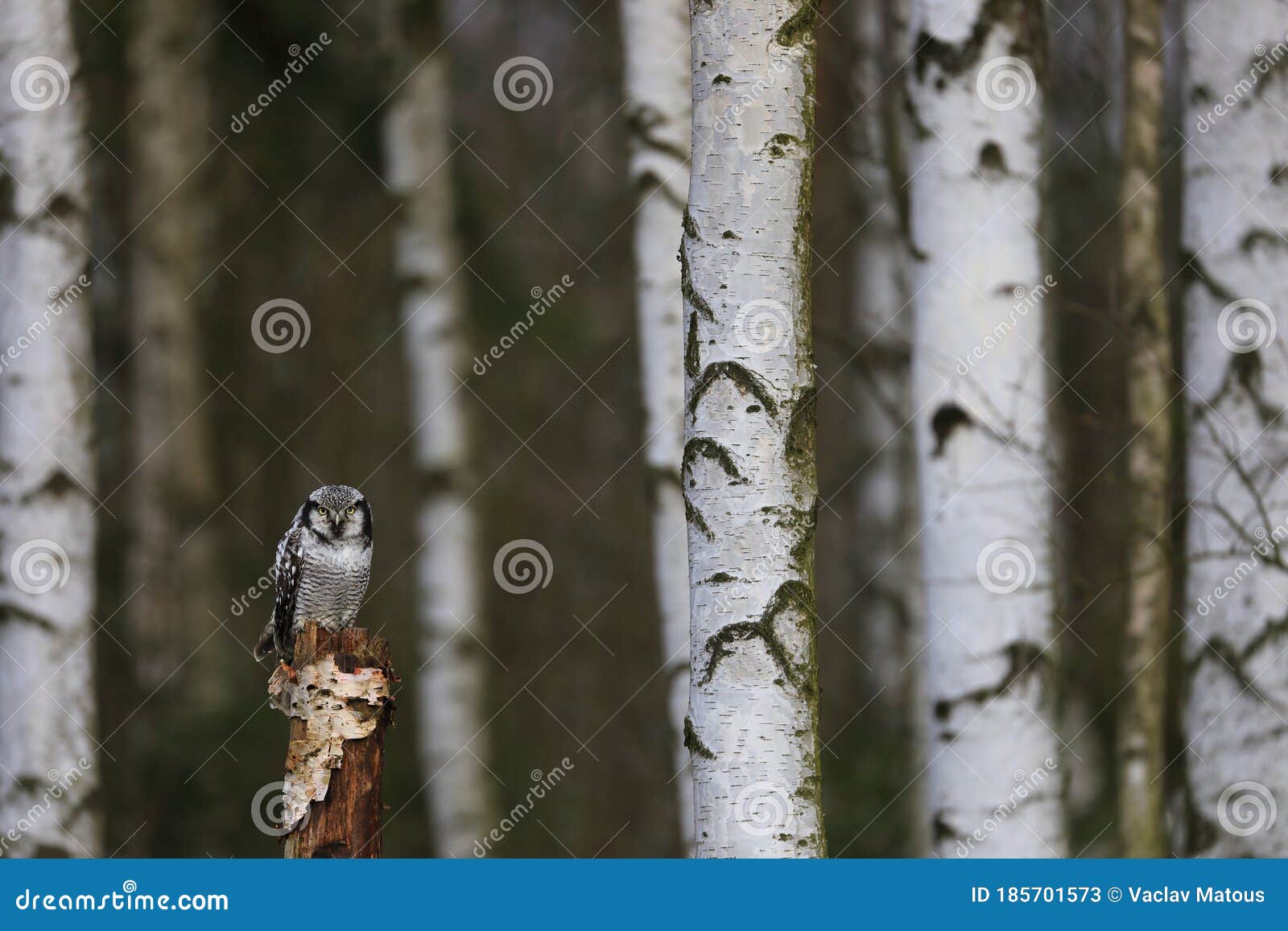 northern hawk-owl surnia ulula perched on rotten trunk in birch forest. owl with yellow eyes. one of a few diurnal owls.