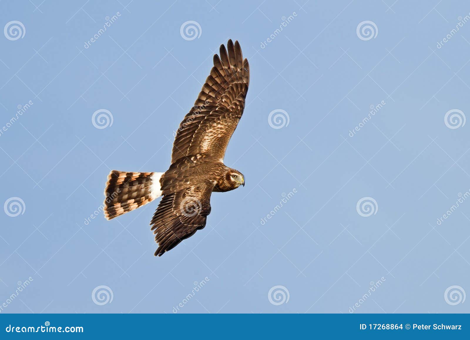 Northern or hen harrier stock photo. Image of harrier 17268864