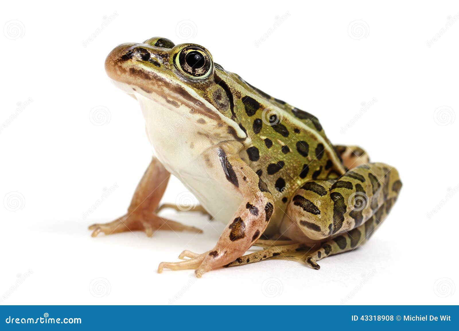 northern leopard frog (lithobates pipiens)