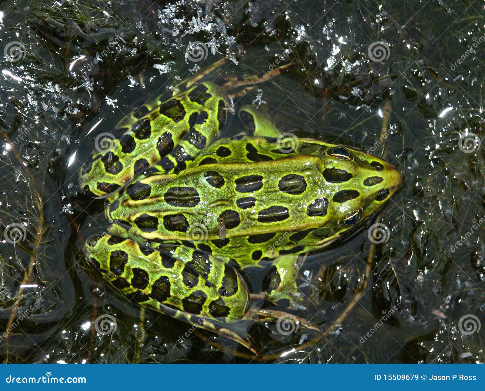 northern leopard frog (rana pipiens)