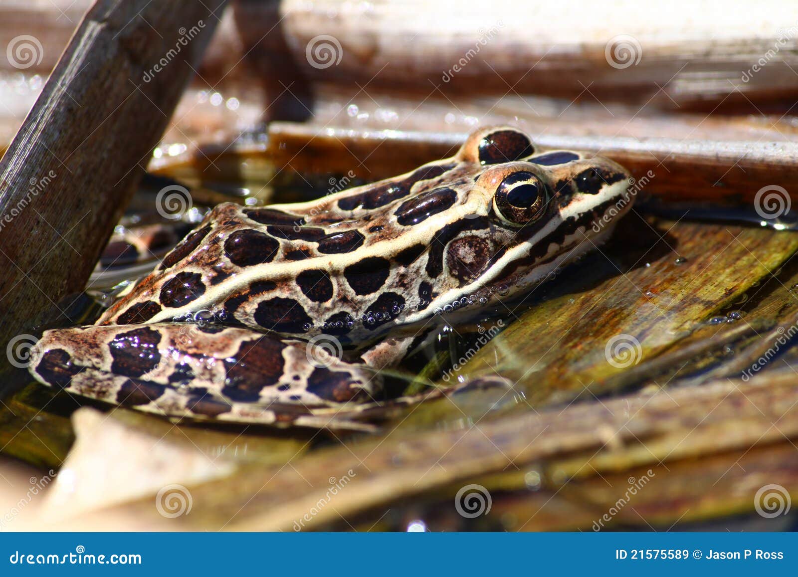 northern leopard frog (rana pipiens)