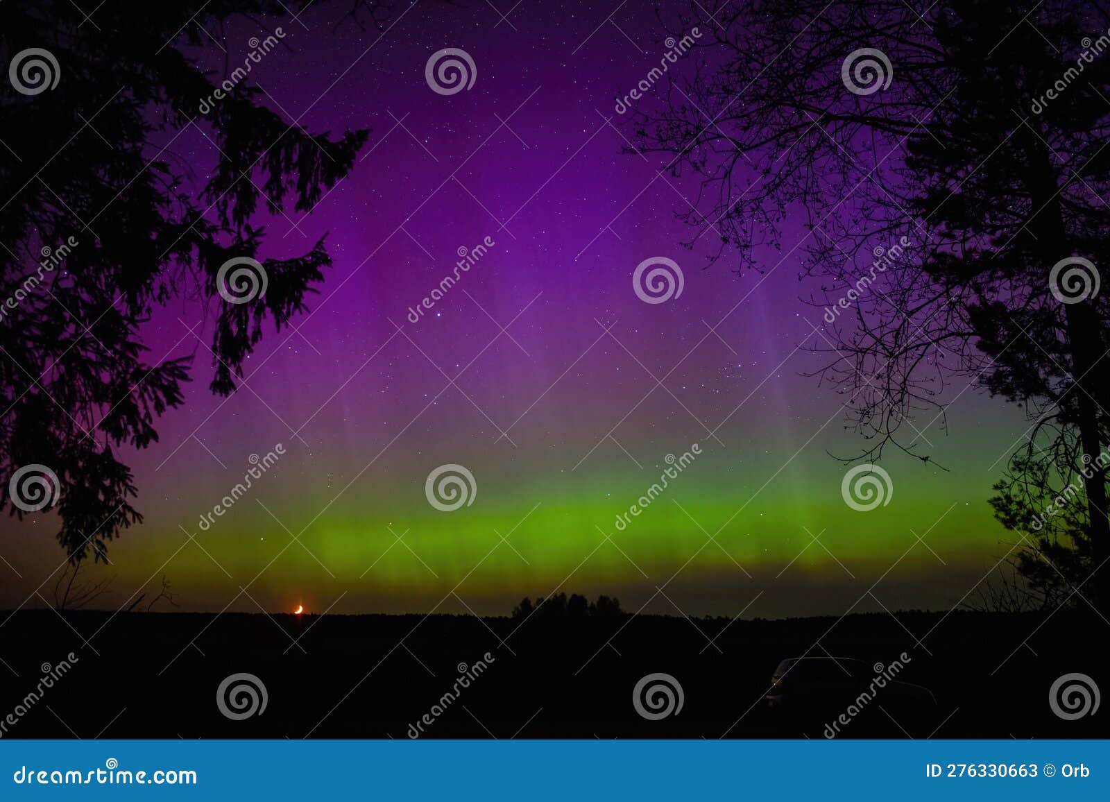 Northern Lights Aurora Borealis. Tree Branches in the Foreground