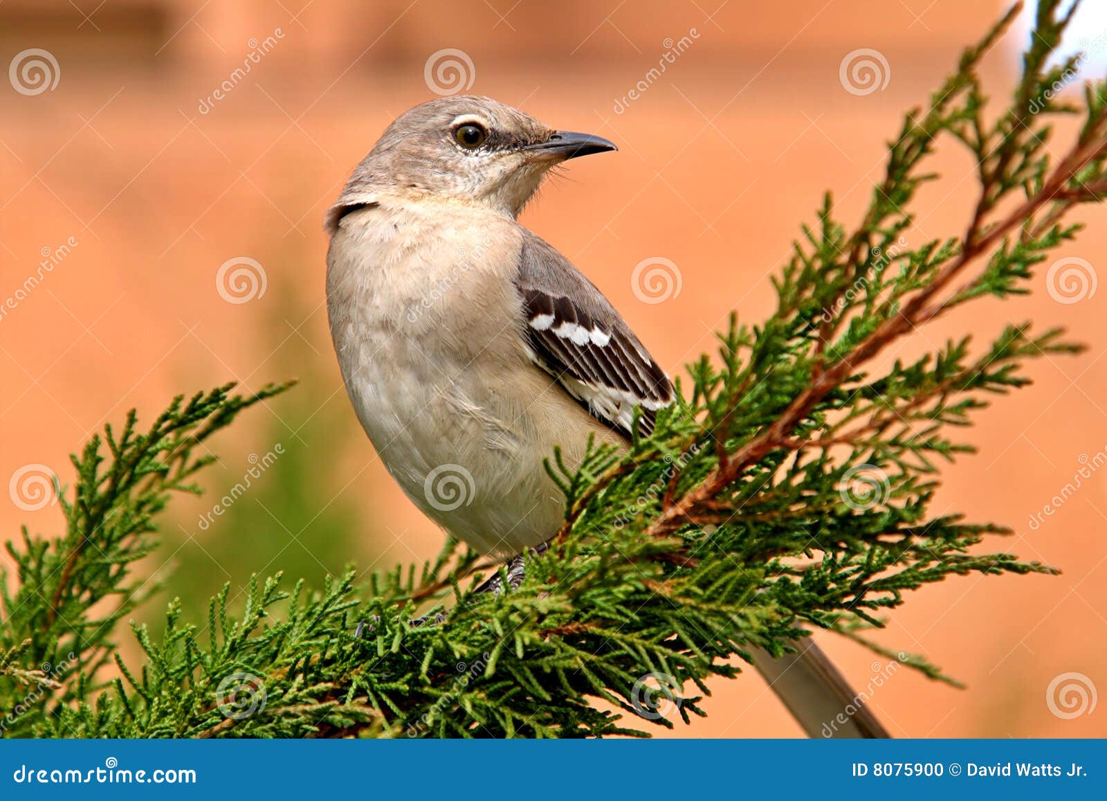 northern mockingbird