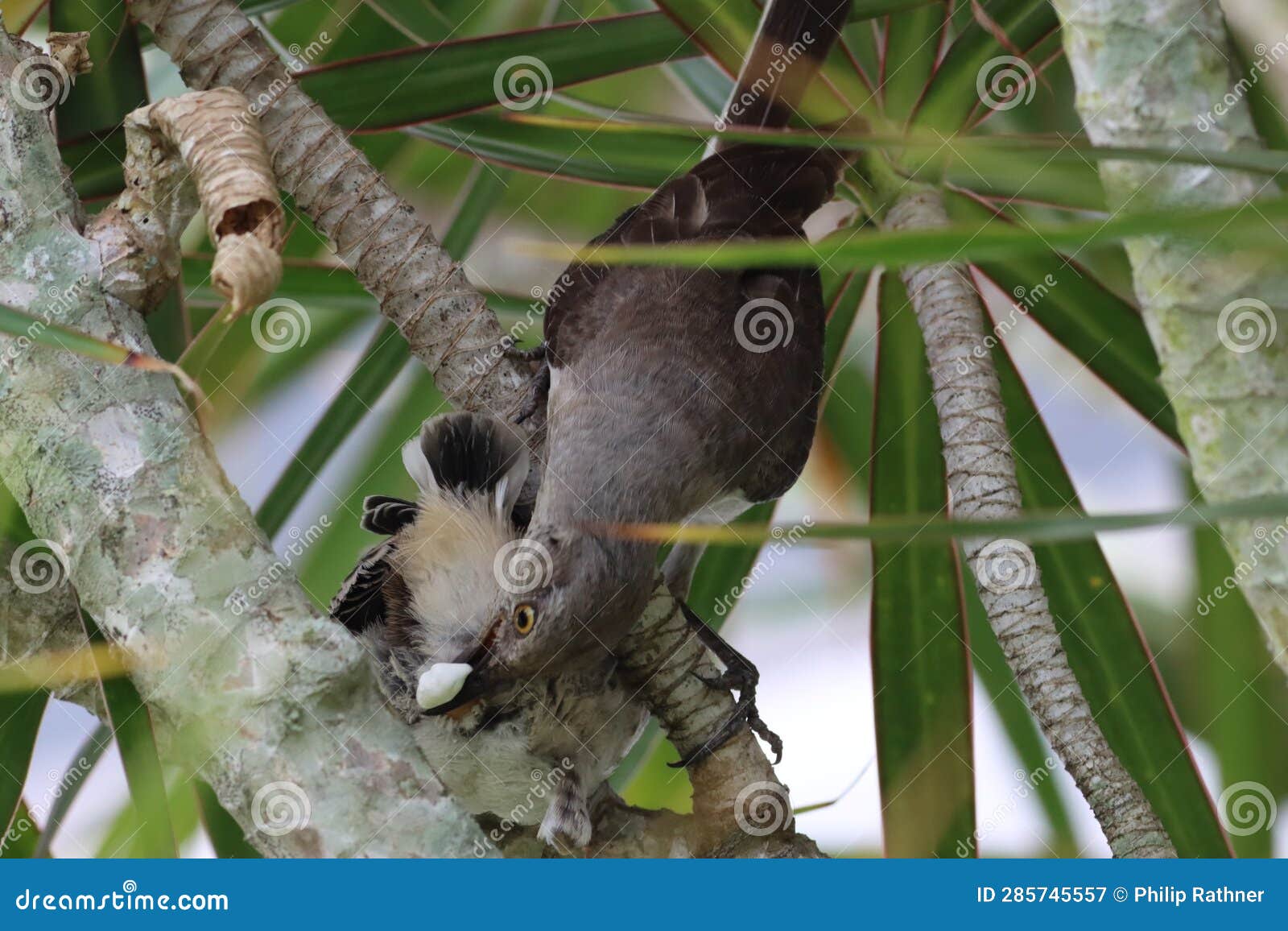 northern mockingbird removing a fecal sac!