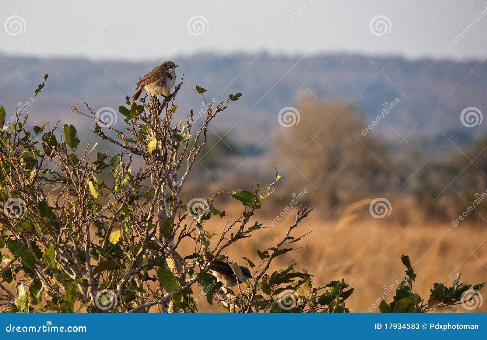 northern pied-babbler