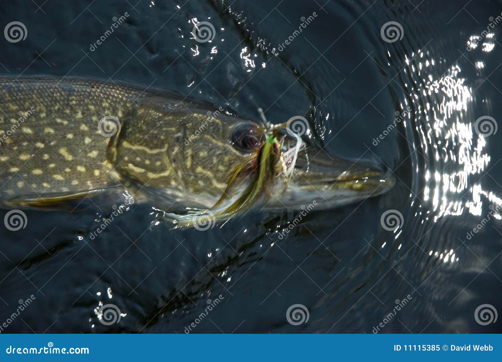 1,159 Fly Fishing Pike Stock Photos - Free & Royalty-Free Stock