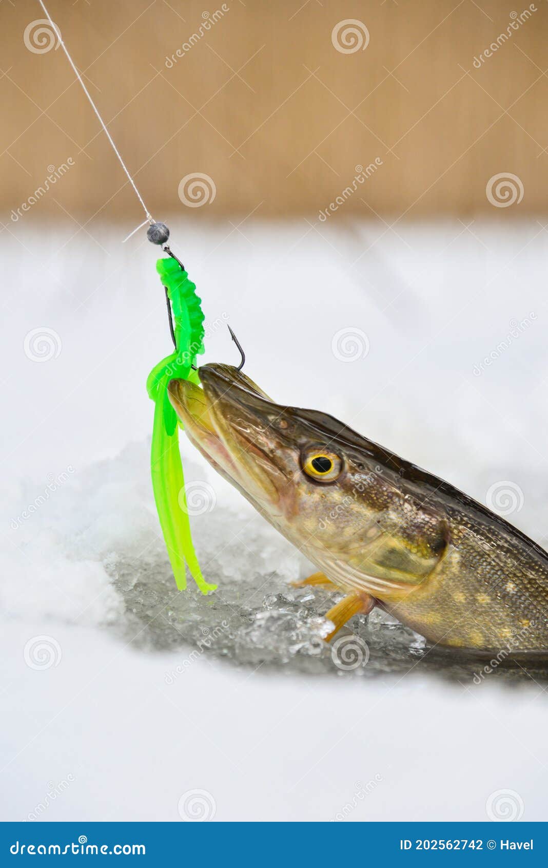 Northern Pike Being Pulled through the Hole while Ice Fishing Stock Photo -  Image of sport, pond: 202562742