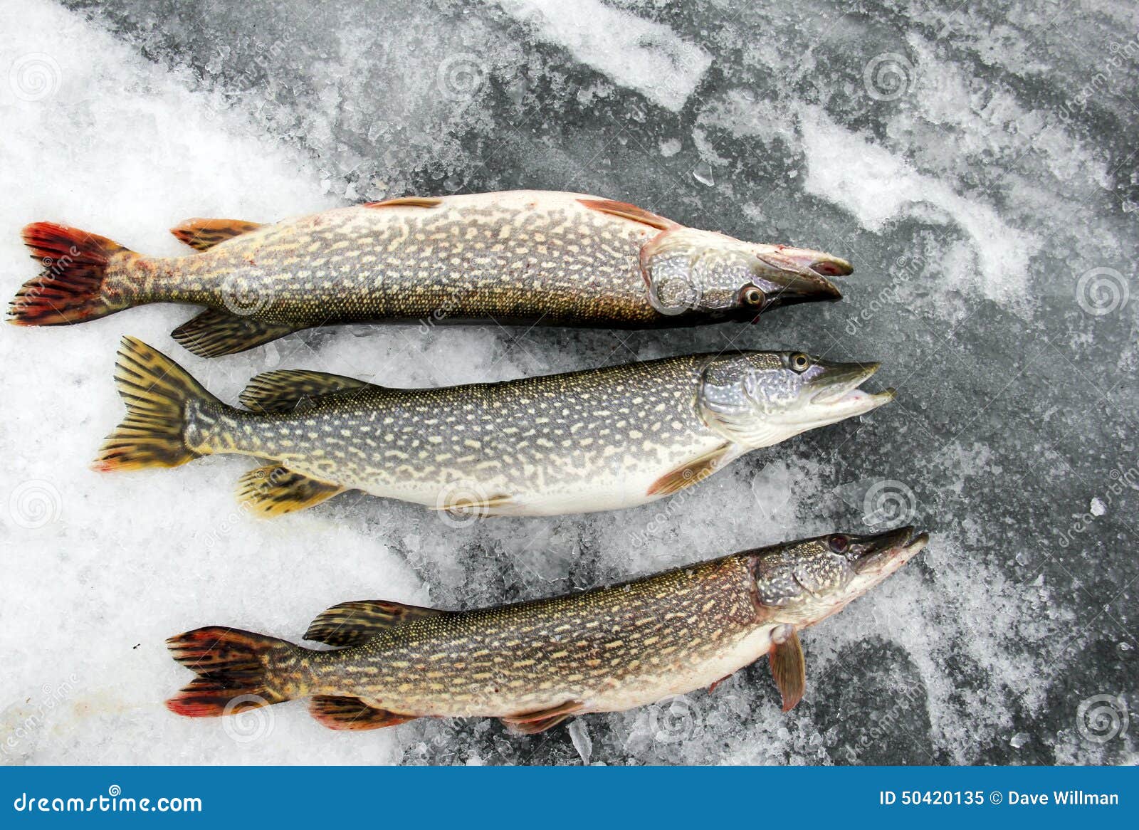 Northern Pike on the ice stock image. Image of cold, fish - 50420135