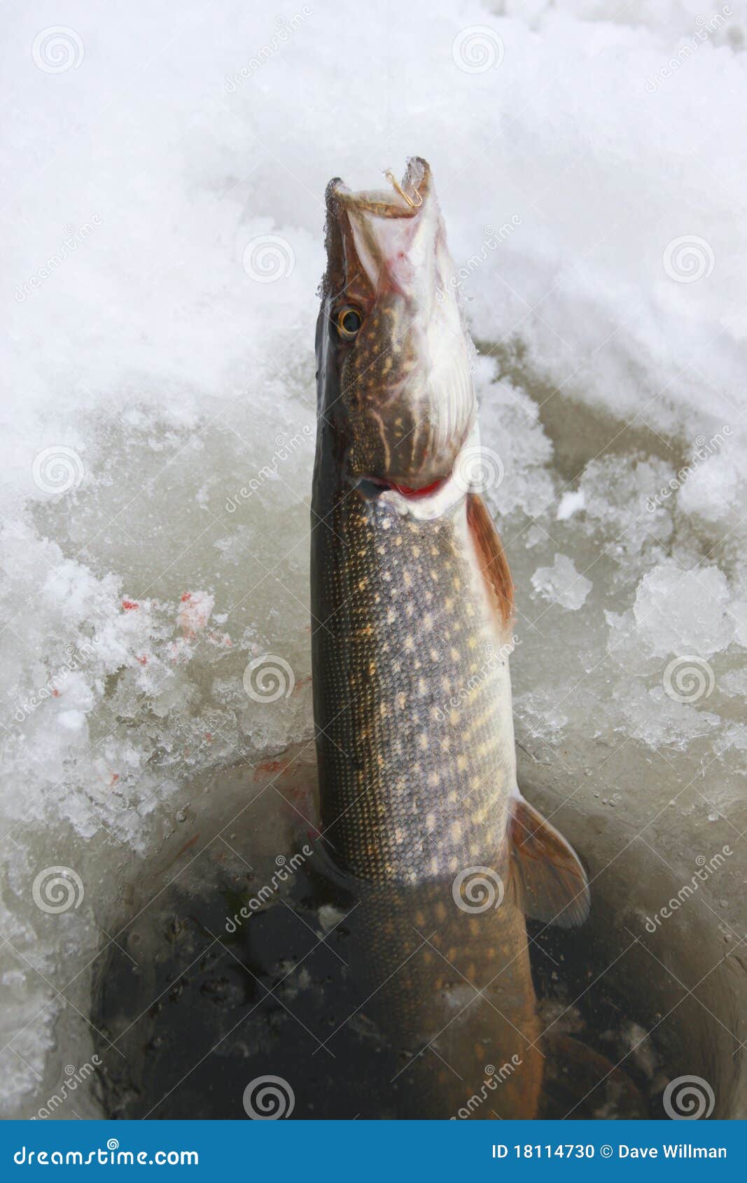 13,750 Pike Fishing Stock Photos - Free & Royalty-Free Stock Photos from  Dreamstime