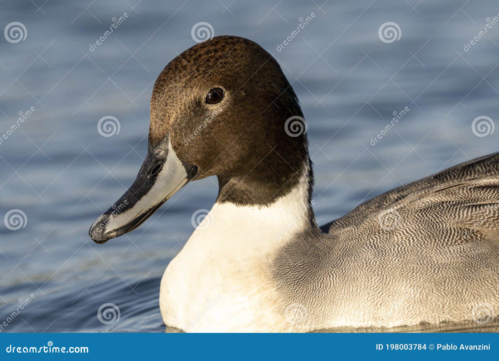 northern pintail anas acuta costa ballena cadiz spain