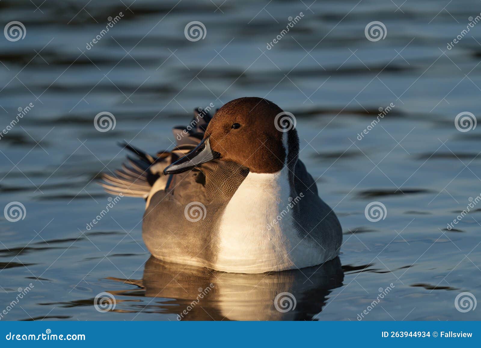 northern pintail resting at seaside