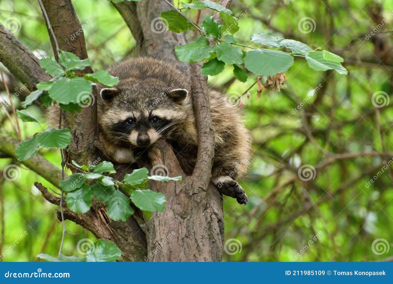 Northern Raccoon in the Branches of Trees. Stock Image - Image of