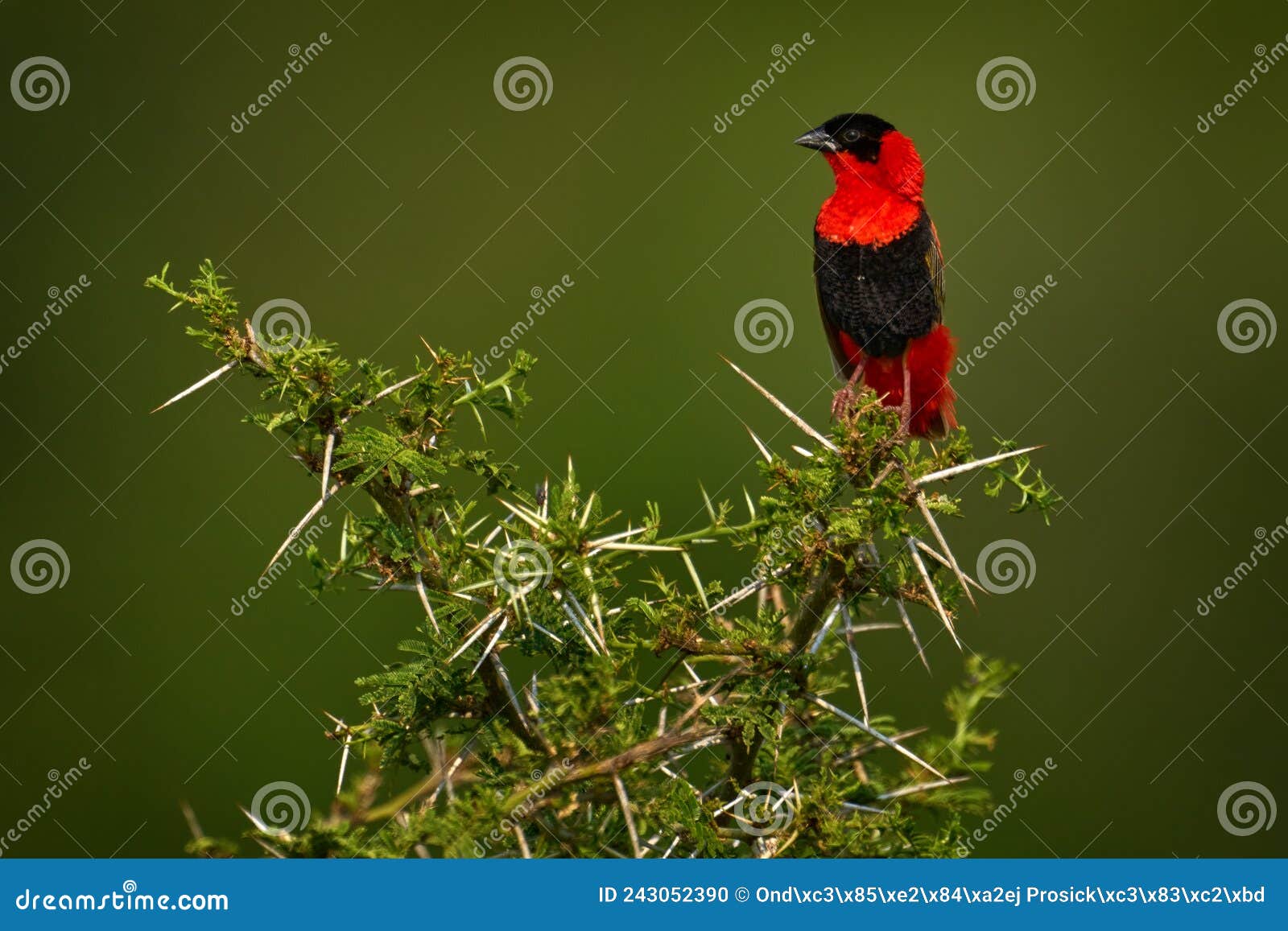 northern red bishop or orange bishop, euplectes franciscanus, red black bird sitting on the thorny prickly shrub bush. bird in the