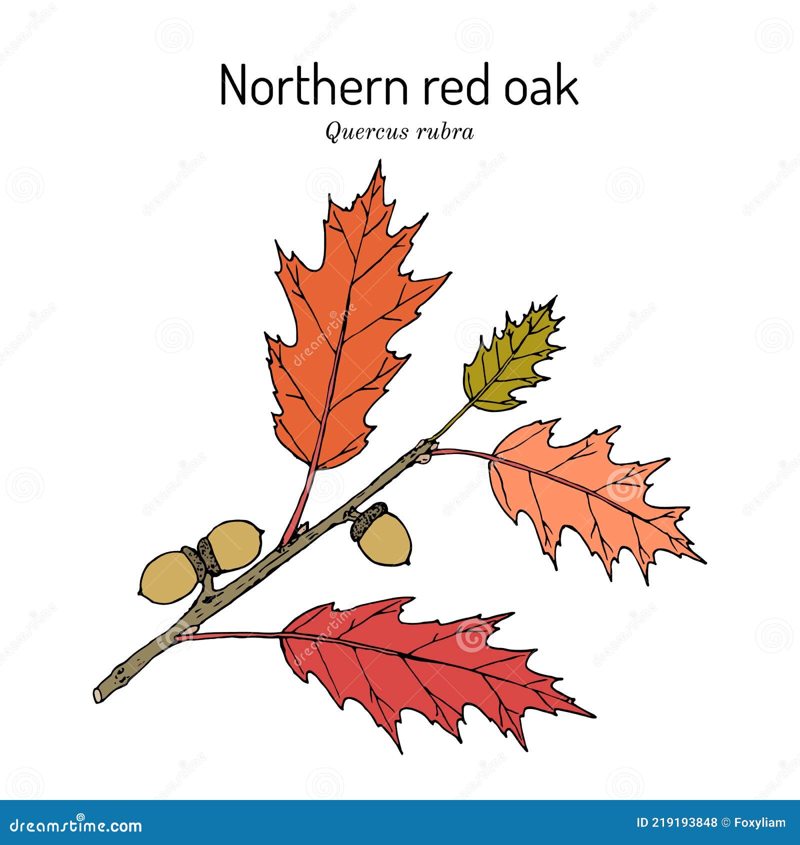 List 26+ Wallpapers what is the state tree of new jersey Excellent List 26+ Wallpapers what is the state tree of new jersey Excellent