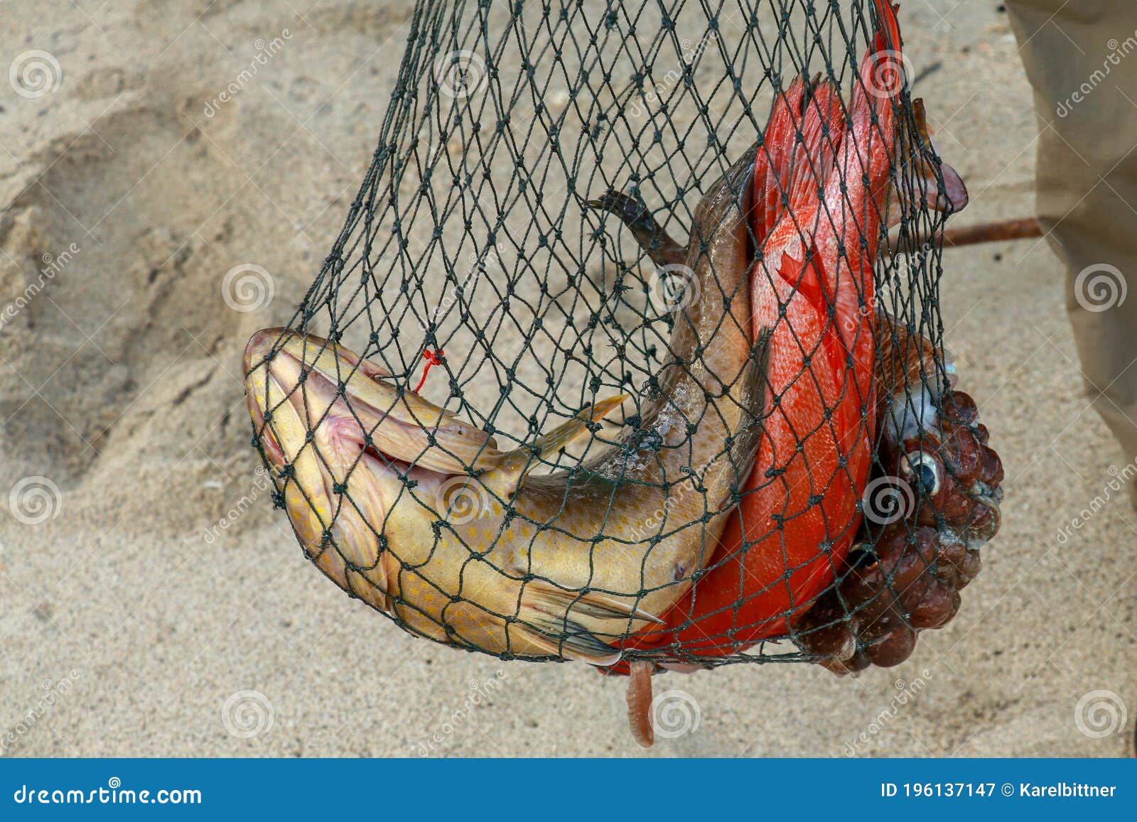 https://thumbs.dreamstime.com/z/northern-red-snapper-octopus-net-bag-fresh-catch-fisherman-net-coral-fish-cephalopod-fisherman-northern-red-196137147.jpg