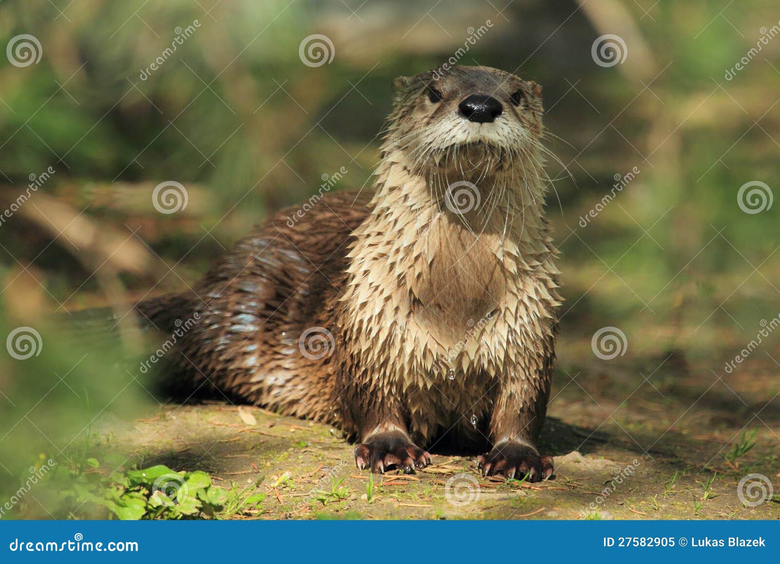 northern river otter