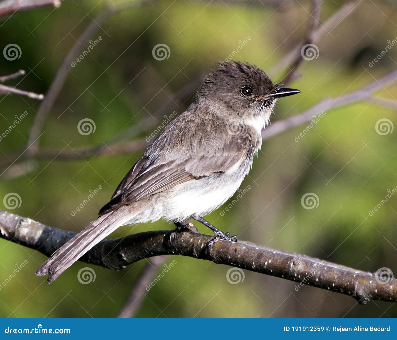 northern rough-winged swallow photo stock. image. picture. portrait