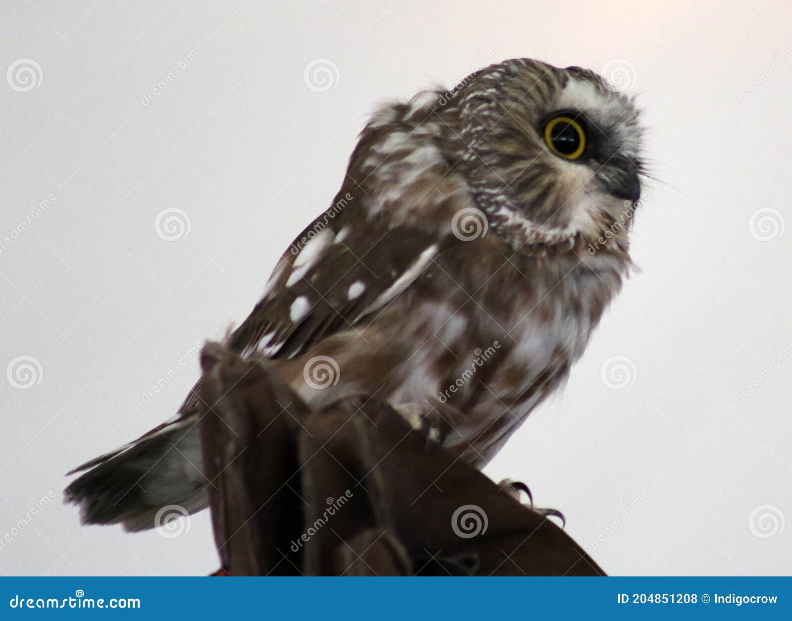 northern saw- whet owl