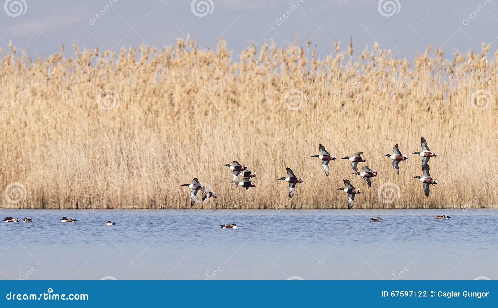northern shovelers in flight