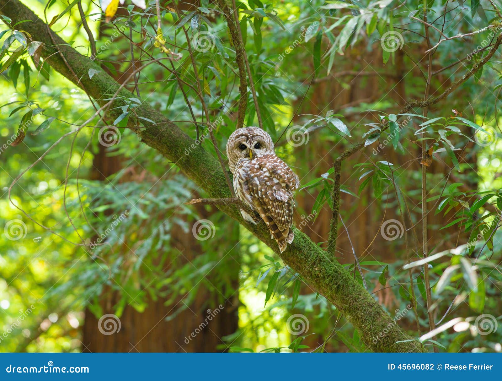 northern spotted owl