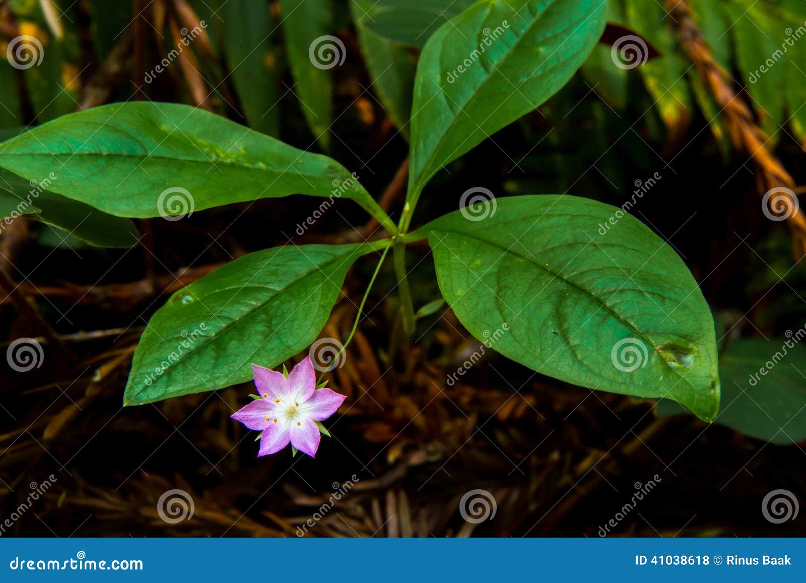 northern starflower