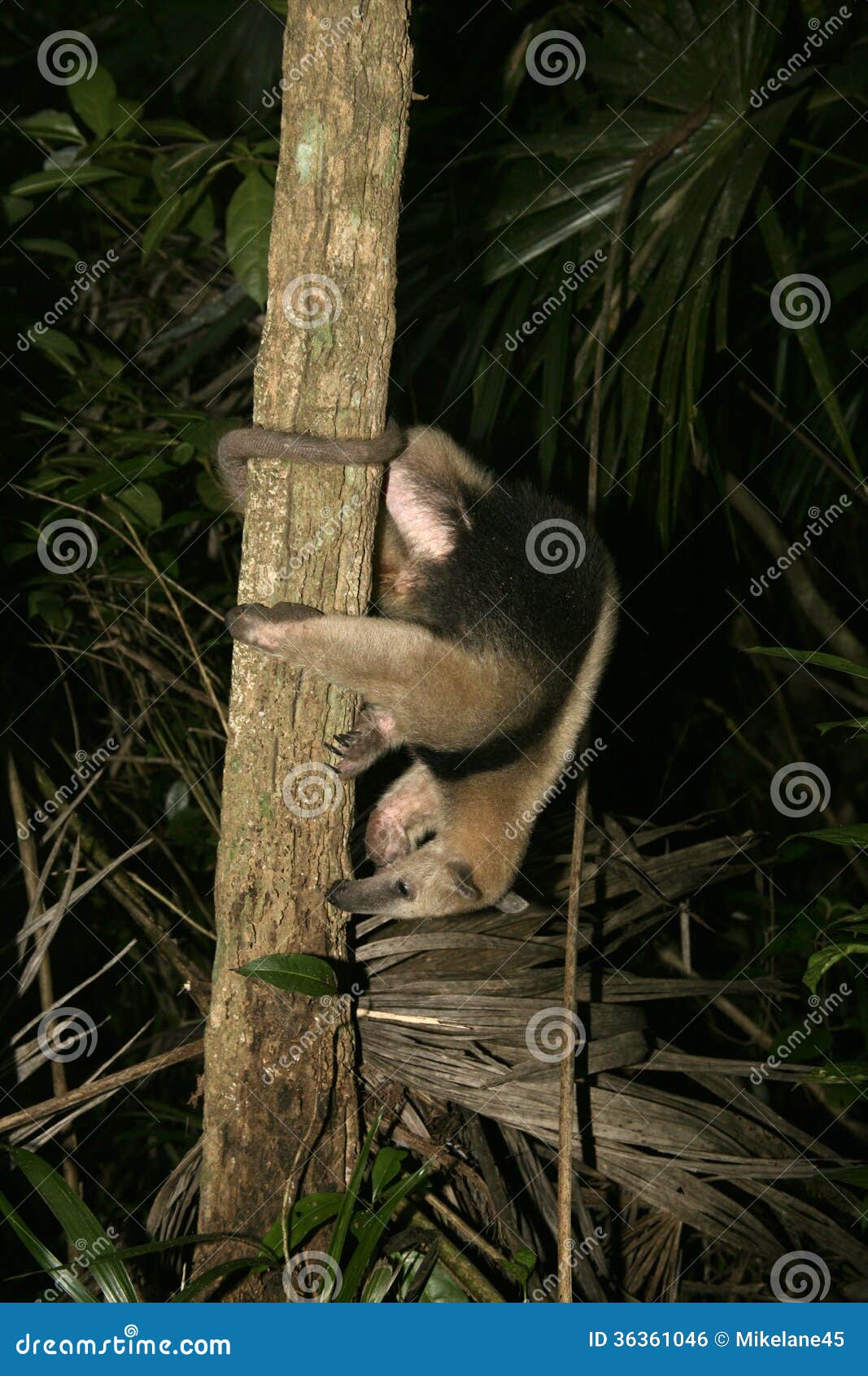 northern tamandua, tamandua mexicana