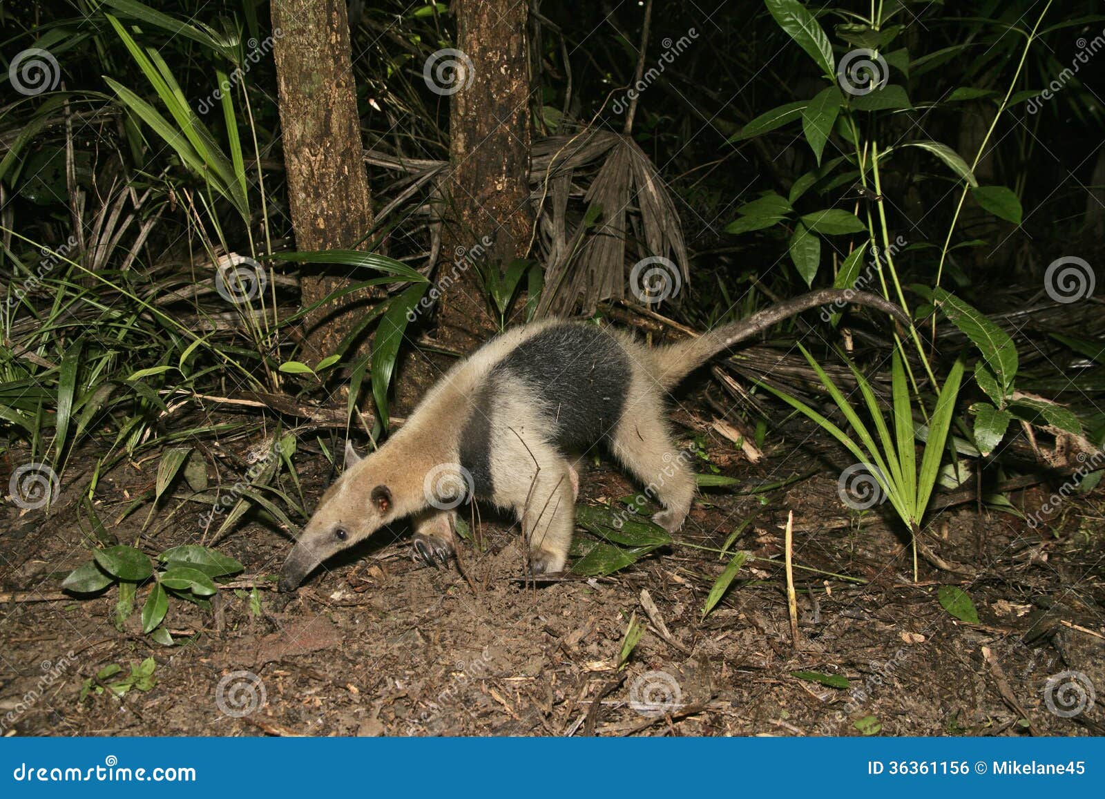 northern tamandua, tamandua mexicana