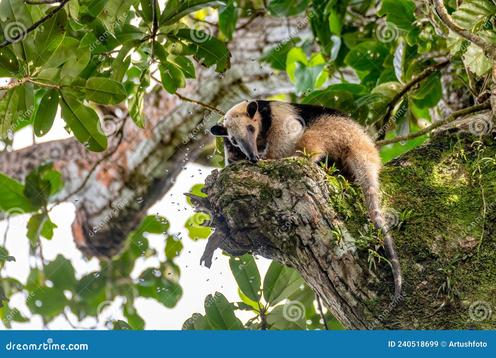 northern tamandua, tortuguero cero, costa rica wildlife