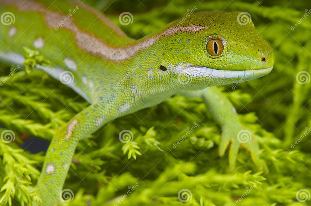 Northland Green Gecko / Naultinus Grayii Stock Photo - Image of