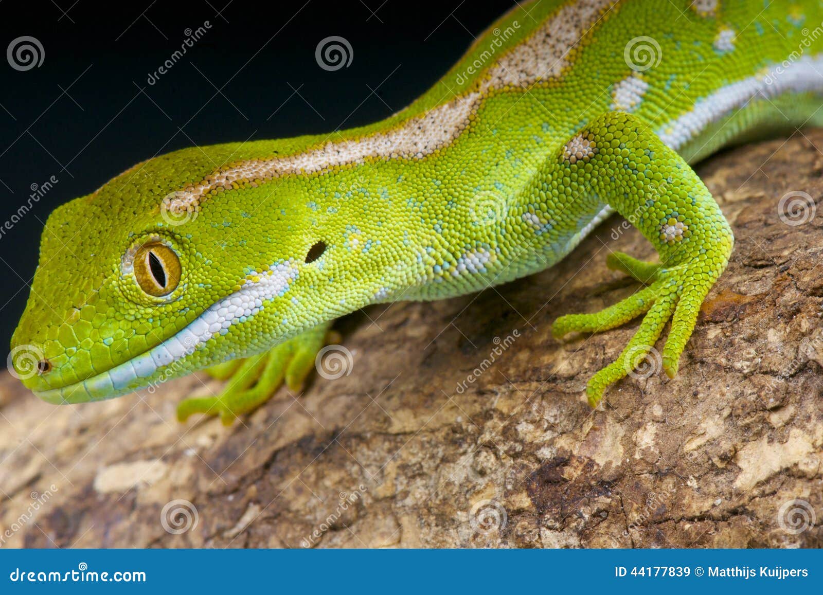 northland green gecko / naultinus grayii