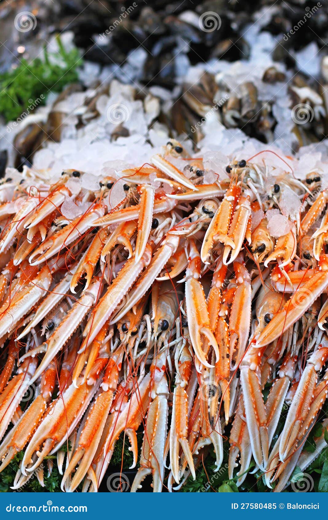 Norway lobster stock image. Image of species, lobster 27580485