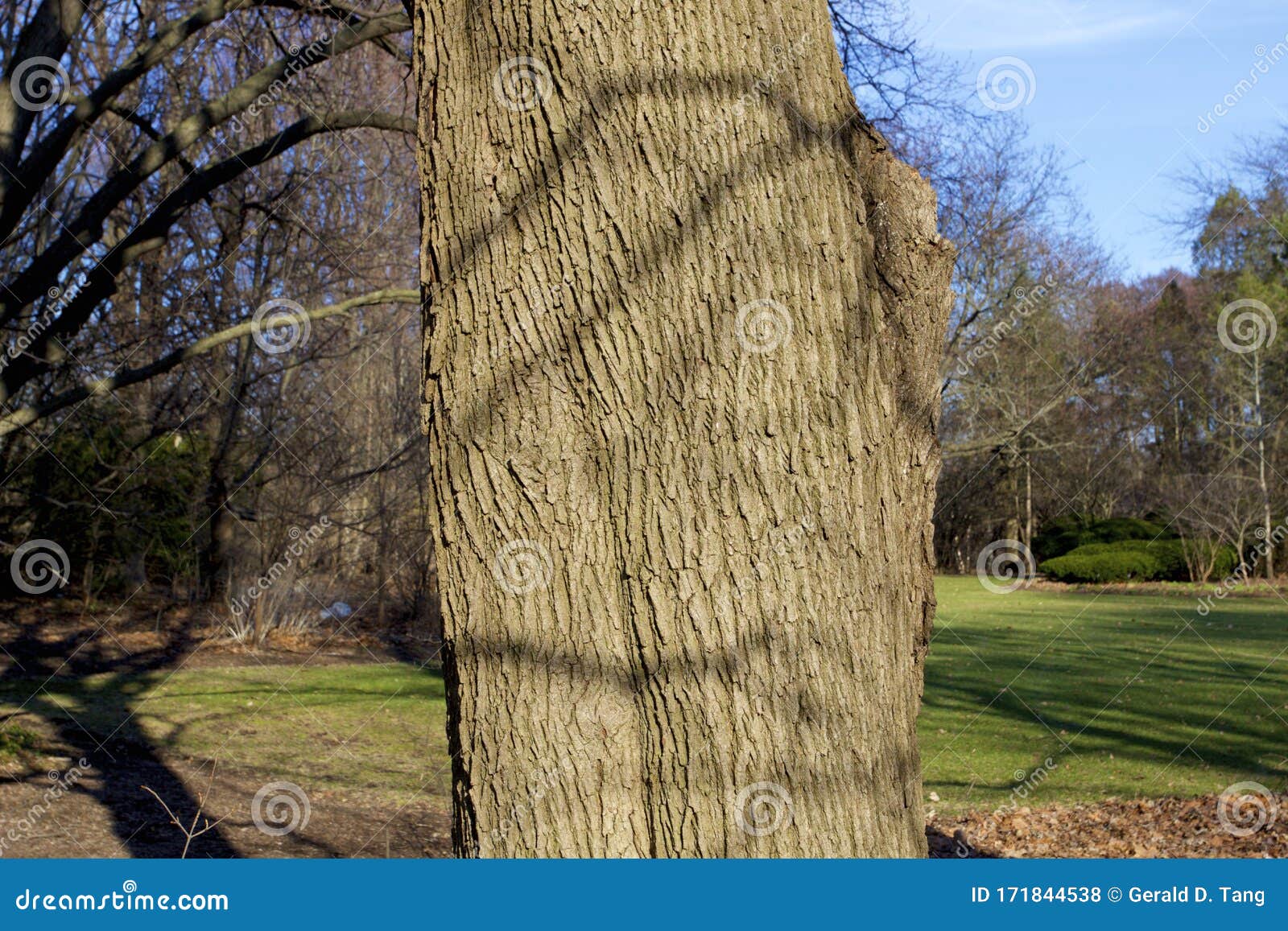 Norway Maple 9804 Stock Photo Image Of Maple Tree