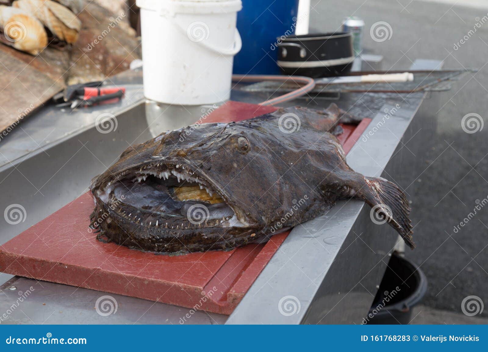 Norway Sea Caught Fish Norway North Scandinavia Stock Image Image of