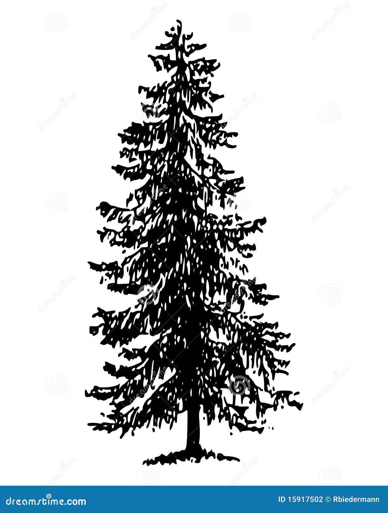 Fir Spruce Christmas tree Twig Line art tree sketch white leaf branch  png  PNGWing