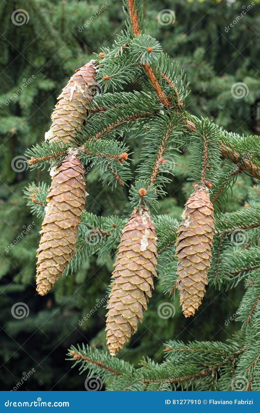 Norway Spruce Cones And Leaves Stock Photo Image Of Flora Spruce