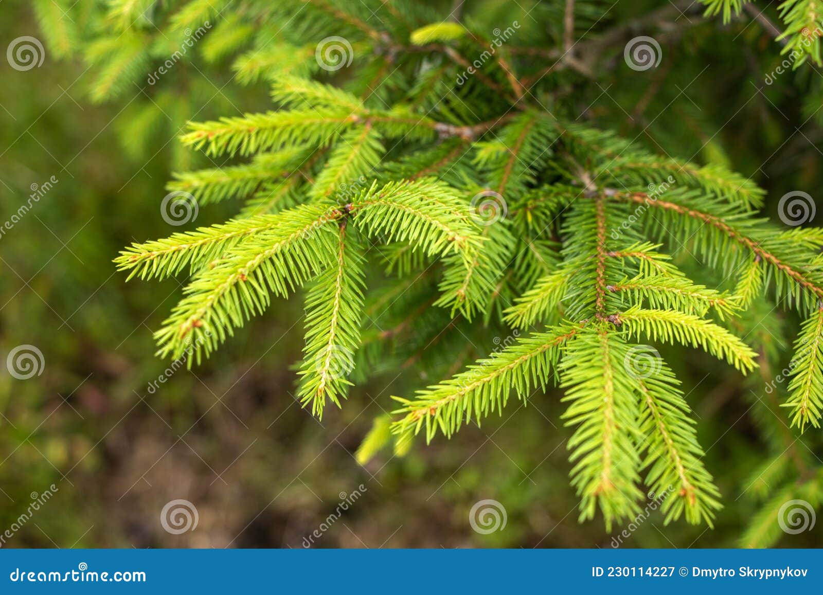 spruce tree leaves