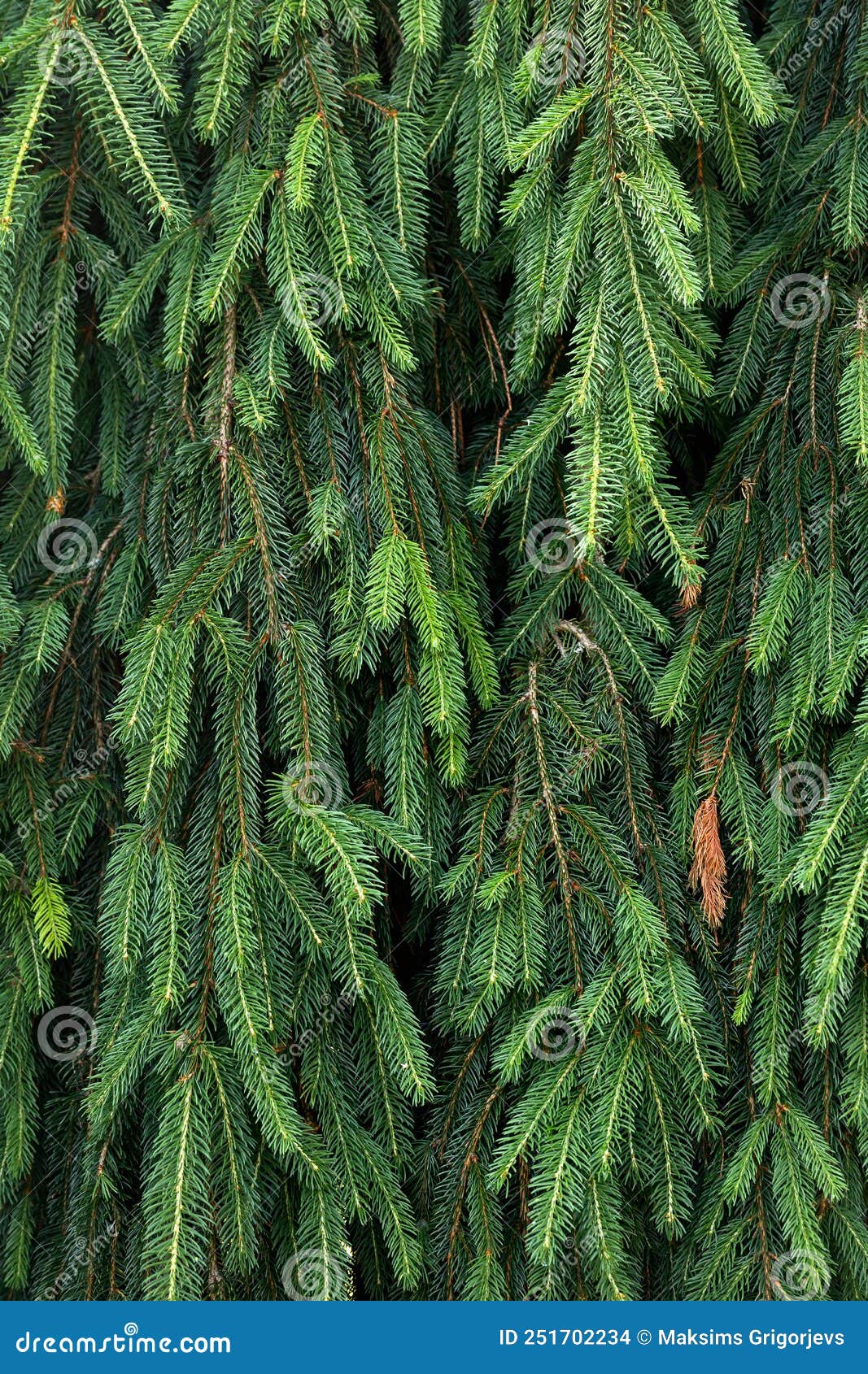 NORWAY SPRUCE PINE CONES PICEA ABIES after Rain Stock Photo Image