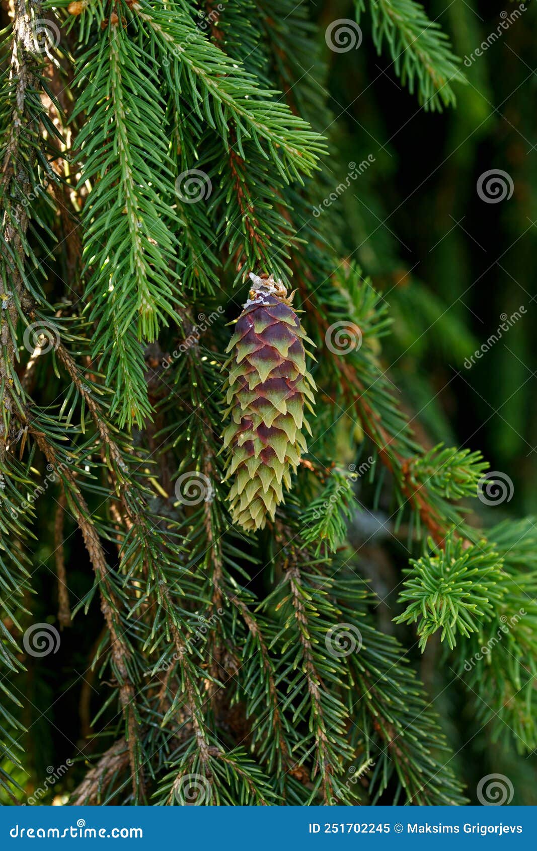 NORWAY SPRUCE PINE CONES PICEA ABIES after Rain Stock Image Image