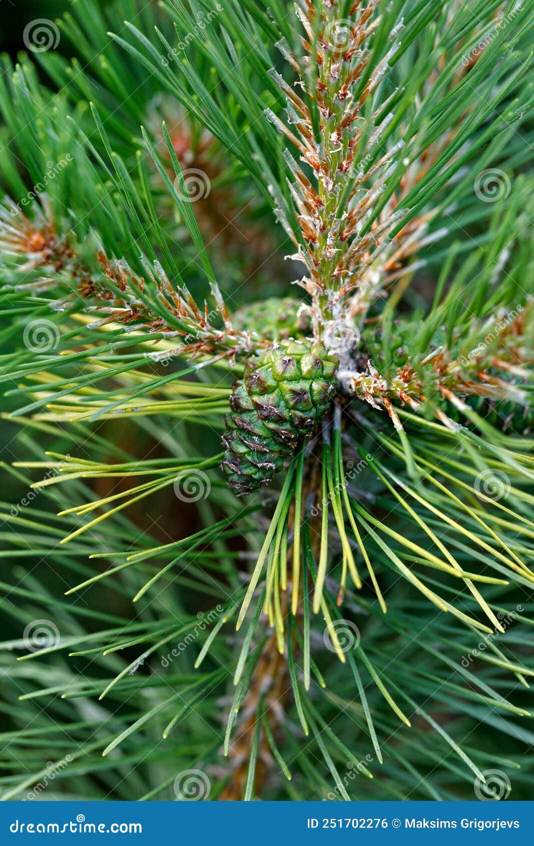 NORWAY SPRUCE PINE CONES PICEA ABIES after Rain Stock Photo Image