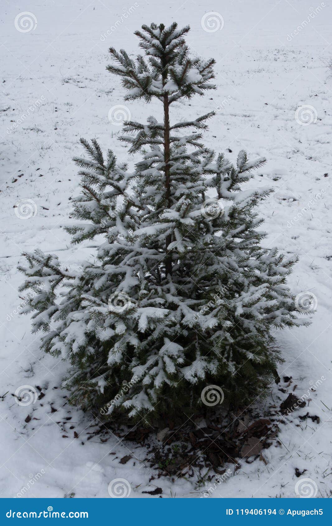 Norway Spruce Sapling Covered With Snow Stock Photo Image Of Forest Garden